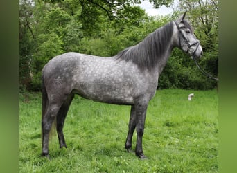 PRE, Giumenta, 5 Anni, 160 cm, Grigio ferro