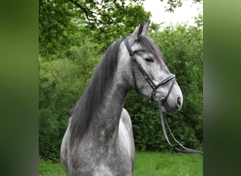 PRE Mix, Giumenta, 5 Anni, 160 cm, Grigio ferro