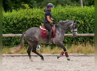 PRE Mix, Giumenta, 5 Anni, 160 cm, Leardo