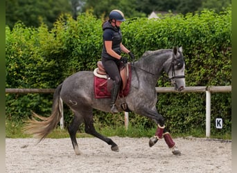 PRE Mix, Giumenta, 5 Anni, 160 cm, Leardo