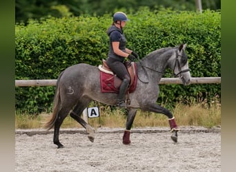PRE Mix, Giumenta, 5 Anni, 160 cm, Leardo