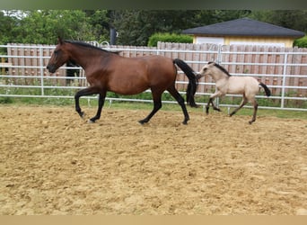 PRE Mix, Giumenta, 5 Anni, 161 cm, Baio