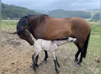 PRE Mix, Giumenta, 5 Anni, 161 cm, Baio