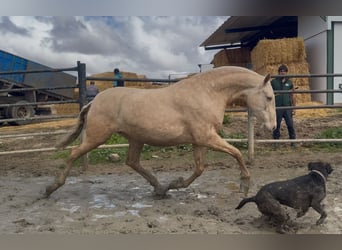 PRE, Giumenta, 5 Anni, 161 cm, Cremello