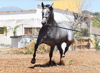 PRE, Giumenta, 5 Anni, 161 cm, Grigio