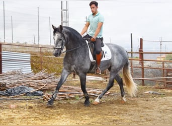 PRE, Giumenta, 5 Anni, 161 cm, Grigio