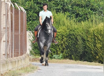 PRE, Giumenta, 5 Anni, 161 cm, Grigio