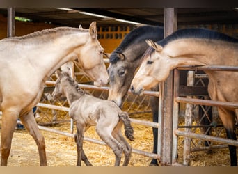 PRE Mix, Giumenta, 5 Anni, 162 cm, Champagne