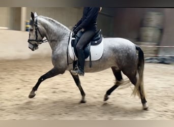 PRE Mix, Giumenta, 5 Anni, 162 cm, Grigio