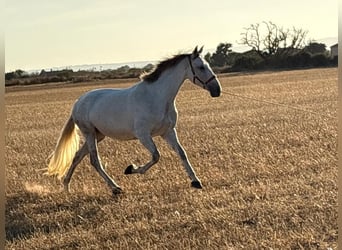 PRE Mix, Giumenta, 5 Anni, 162 cm, Grigio