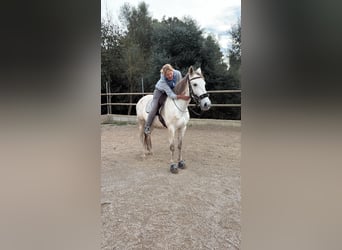 PRE Mix, Giumenta, 5 Anni, 162 cm, Grigio