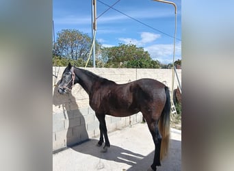 PRE Mix, Giumenta, 5 Anni, 162 cm, Grigio ferro
