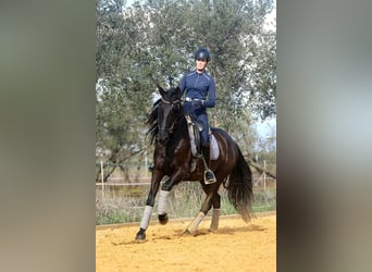 PRE, Giumenta, 5 Anni, 162 cm, Morello