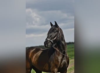 PRE, Giumenta, 5 Anni, 162 cm, Morello