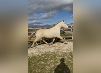 PRE Mix, Giumenta, 5 Anni, 162 cm, Perlino