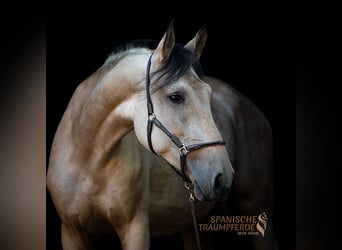 PRE, Giumenta, 5 Anni, 164 cm, Falbo