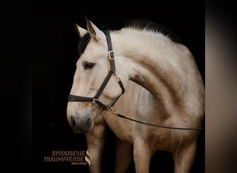 PRE, Giumenta, 5 Anni, 164 cm, Falbo