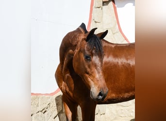 PRE, Giumenta, 5 Anni, 165 cm, Baio