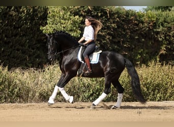 PRE Mix, Giumenta, 5 Anni, 165 cm, Cremello