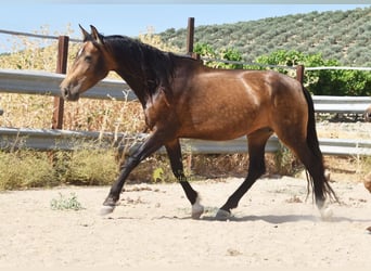 PRE, Giumenta, 5 Anni, 165 cm, Falbo
