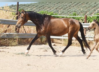 PRE, Giumenta, 5 Anni, 165 cm, Falbo
