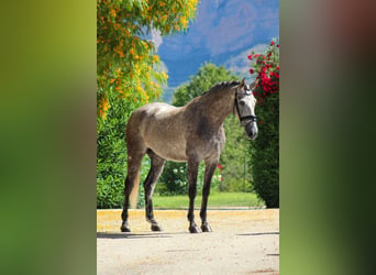 PRE, Giumenta, 5 Anni, 165 cm, Grigio