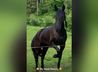 PRE, Giumenta, 5 Anni, 165 cm, Morello