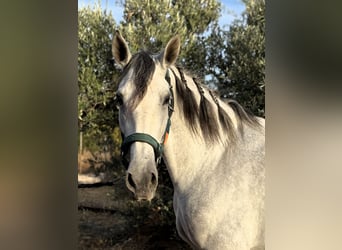 PRE Mix, Giumenta, 5 Anni, 166 cm, Grigio