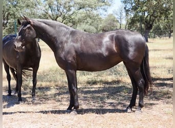 PRE Mix, Giumenta, 5 Anni, 167 cm, Morello