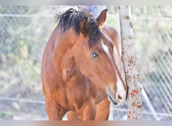 PRE Mix, Giumenta, 5 Anni, 168 cm, Baio ciliegia