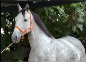 PRE Mix, Giumenta, 5 Anni, 168 cm, Grigio