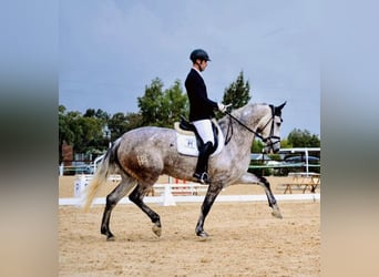PRE, Giumenta, 5 Anni, 175 cm, Grigio pezzato