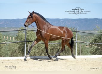 PRE Mix, Giumenta, 5 Anni, 177 cm, Baio