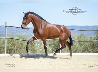 PRE Mix, Giumenta, 5 Anni, 177 cm, Baio