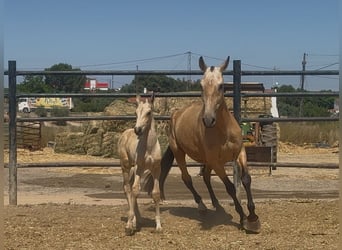 PRE Mix, Giumenta, 5 Anni, Falbo