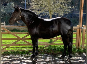 PRE Mix, Giumenta, 6 Anni, 155 cm, Morello