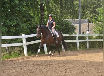 PRE Mix, Giumenta, 6 Anni, 155 cm, Morello