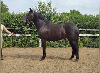 PRE Mix, Giumenta, 6 Anni, 155 cm, Morello