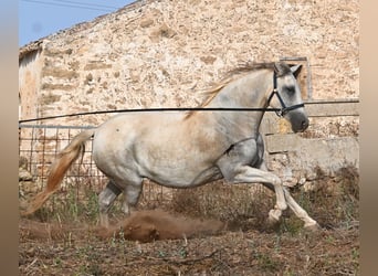 PRE Mix, Giumenta, 6 Anni, 158 cm, Grigio