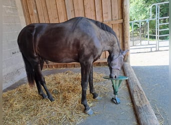 PRE Mix, Giumenta, 6 Anni, 158 cm, Morello
