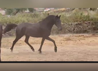 PRE Mix, Giumenta, 6 Anni, 158 cm, Morello