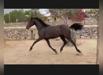 PRE Mix, Giumenta, 6 Anni, 158 cm, Morello