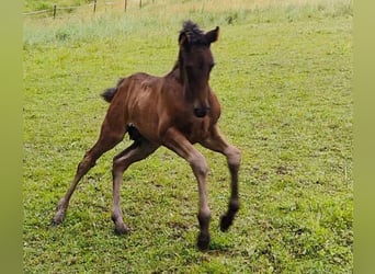 PRE Mix, Giumenta, 6 Anni, 158 cm, Morello