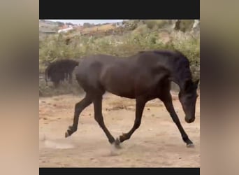 PRE Mix, Giumenta, 6 Anni, 158 cm, Morello