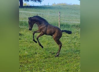 PRE Mix, Giumenta, 6 Anni, 158 cm, Morello