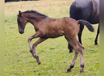 PRE Mix, Giumenta, 6 Anni, 158 cm, Morello