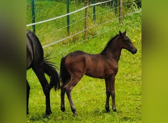 PRE Mix, Giumenta, 6 Anni, 158 cm, Morello