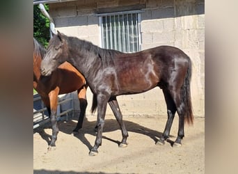 PRE Mix, Giumenta, 6 Anni, 158 cm, Morello