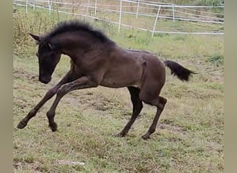 PRE Mix, Giumenta, 6 Anni, 158 cm, Morello