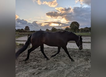 PRE Mix, Giumenta, 6 Anni, 159 cm, Baio scuro